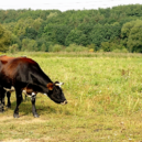 Pastviště v Praze - 1 pastva na čihaldech prap