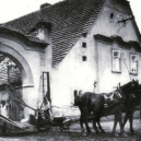 Řepy krásné… - 1 řřřřřř