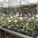 Botanická zahrada v Malešicích - 1 škojar