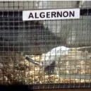 Růže pro Algernon - 34 – Film Charly (1968) – Charly prvně zvítězil nad Algernonem- youtub