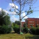 Město potřebuje nové stromy - 4 P_20180801_162059_1_p