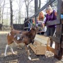 V zookoutku Malá Chuchle - 4 u-muflonu les