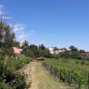 Pražské vinice 2019 - 5 máchalka prosek pragueeu