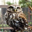 Zookoutek Malá Chuchle - 5 sycek-obecny prp