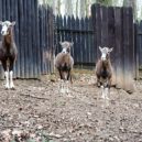 Zookoutek Malá Chuchle - 7 IMG_1254_upr