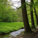 Sekvojovec obrovský - 7 kunrapo prap