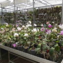 Botanická zahrada v Malešicích - 7 škojar