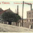 Lípy svobody v Praze 6 - 7b kro