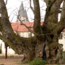 Bitva u Chlumce 1126 - 900 let stará lípa císaře Lothara v Königslutteru – wikipedie