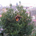 Štědrý den - KONICA MINOLTA DIGITAL CAMERA