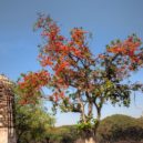 Vánoční hvězda – poinsettie - Atlas Obscura