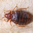 Ořechy proti štěnicícm - Cimex hemipterus