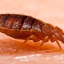 Ořechy proti štěnicícm - Bed Bug Blog Report