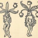 Mandragora - Deities Daily