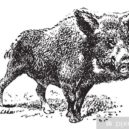 Svatý Šebíř - Boar or wild pig, vintage engraving.