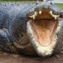 Silvestrovská fakta - Does crocodile have a tongue