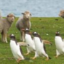 Okupace Falkland Argentinou - Falkklandské ostrovy – Farmers Weekly