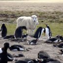 Okupace Falkland Argentinou - Falkklandské ostrovy – Reddit