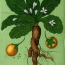 Mandragora - Fine Art America