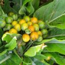 Mandragora - Fotolia