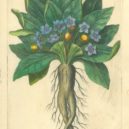 Mandragora - Franziska Bierl Antiquariat