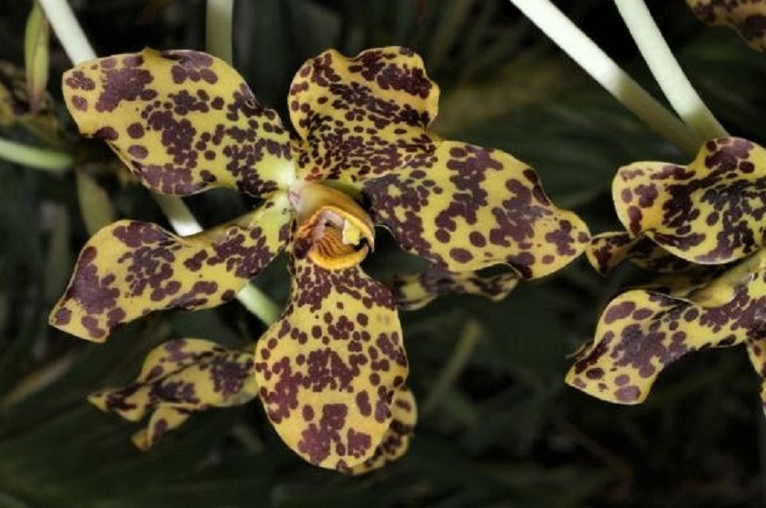 Gramatophyllum_spectabile_1