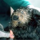 Havárie Exxon Valdez - Havárie tankeru Exxon Valdez – 1 – youtube