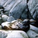 Havárie Exxon Valdez - Havárie tankeru Exxon Valdez – 2 – youtube