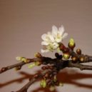 Aby barborky opravdu rozkvetly - Horoskopy – Blesk