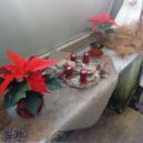 Vánoční hvězda – poinsettie - All-focus