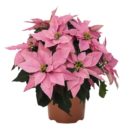 Vánoční hvězda – poinsettie - IMG_20181128_141812