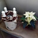 Vánoční hvězda – poinsettie - All-focus