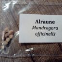 Mandragora - All-focus