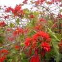 Vánoční hvězda – poinsettie - In Defense of Plants