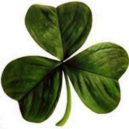 Svatý Patrik - Jetelový trojlístek (shamrock), symbol sv. Patrika – wikipedia