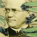 Gregor Johann Mendel - Mendel a pokusy s hrachem