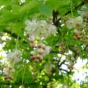 Růženec - KLOKOČÍ – Klokočí – Blog.cz