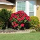 Vánoční hvězda – poinsettie - Kauai Seascapes Nursery, Inc.