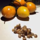 Mandragora - Magic Garden Seeds