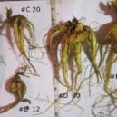 Mandragora - Mandrake plants