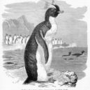 Alfred Brehm - Penguin engraving 1892