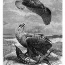 Alfred Brehm - Sea Eagle engraving 1892
