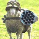 Okupace Falkland Argentinou - Obránce Falkland s raketami – battlefy.
