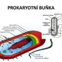 bakterie - PROKARYOTNÍ BUŇKA
