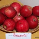 Vánoční dárky a další zvyky - Panenské české – Prodej stromků