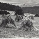 Svatý Nikasius - Panáky obilí – Region Vysocina