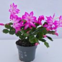 Vánoční kaktus - Perfect Plants