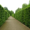 Zámek Pillnitz - Pillnitz park 2