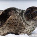 Havárie Exxon Valdez - Ringed seal