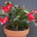 Vánoční kaktus - Plants are the Strangest People